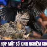 Kinh nghiệm chơi đá gà
