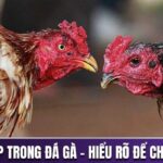 Luật chấp trong đá gà